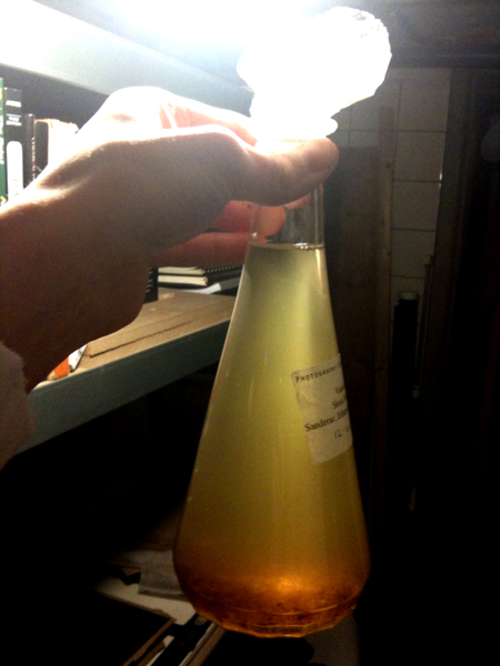 photo4 Sandarac mixed with Ethanol, still dissolving