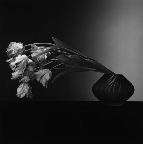 Flowers © Robert Mapplethorpe Foundation. If I violated any rules by using this photo I apologize in advance and will delete all of it when contacted. I do not intend to shock anyone with its content; it's merely used to support my piece.