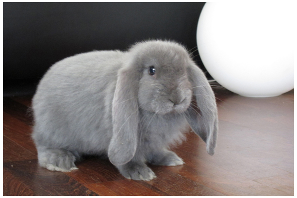 Dino Dino, the French Lop